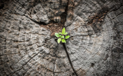 A Decade of Foerster Travel:  Gratitude and Resilience